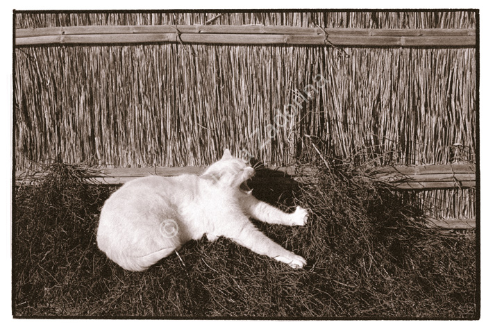 94_Cat